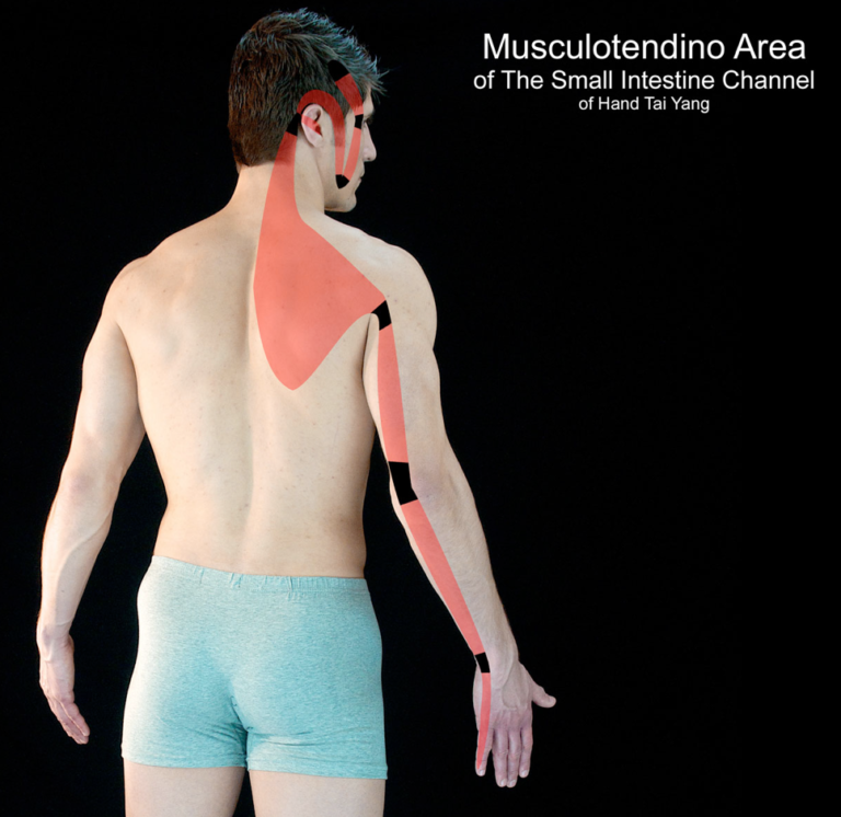 Neck And Shoulder Pain Related To The Small Intestine One Community